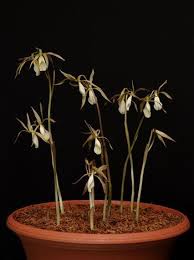 Image result for Nervilia