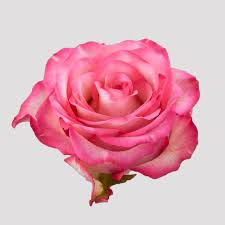 Image result for Rosa