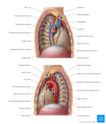 Anatomy of the chest and the lungs: Thorax Anatomy Wall Cavity Organs Neurovasculature Kenhub