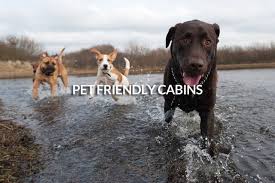 Maybe you would like to learn more about one of these? Stressbuster Cabin Rentals North Georgia Mountain Cabin Rentals In Ellijay Blue Ridge Ga Call 404 791 4388