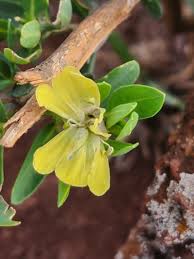 Image result for Justicia odora