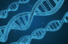 Human embryo curr opin genet dev. International Regulation Of Genetic Engineering Ethical Considerations In The 21st Century Carnegie Council For Ethics In International Affairs