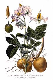 Image result for Solanum tuberosum
