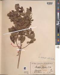 Image result for Bridelia scleroneura