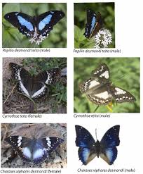 Image result for Rytigynia uhligii