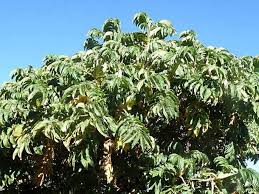 Image result for Hagenia abyssinica