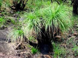 Image result for Xerophyta wentzeliana