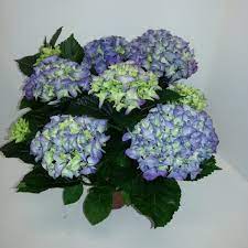 Gardening with you for 78 years —reliable, affordable and thoroughly enjoyable plants. Hydrangea Macrophylla Early Blue T15 Cm H40 50 Cm Pflanzen Grosshandel Floraccess