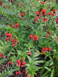 Image result for Cuphea llavea