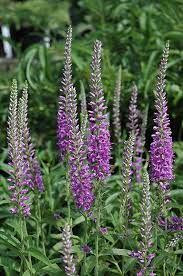 Eveline Speedwell Veronica Longifolia Eveline At Stein S Garden Home Purple Flowering Plants Purple Garden Red Plants
