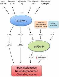 Endoplasmic Reticulum Er Stress As A Common Denominator Of Download Scientific Diagram