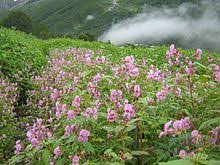 Valley of flowers is a prevalent national park of north india which is situated in the west himalayas. Valley Of Flowers National Park Wikipedia