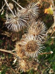 Image Result For Burrs