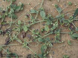 Image result for Heliotropium supinum