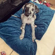 Great dane puppy for sale near california, fontana, usa. Great Dane Puppies Loveable Great Dane Puppies For Sale Facebook