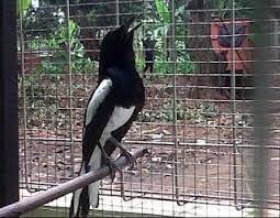 Cara Perawatan Kacer Sebelum Lomba Agar Juara Burung Burung Cantik Hewan Peliharaan