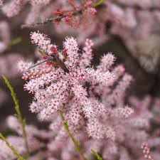 Image result for tamarix ramosissima pink cascade