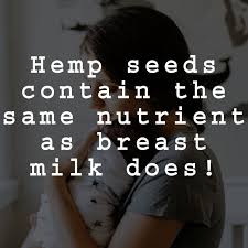 Posted by hempfy team on june 03, 2020. 11 Cool Hemp Facts The Hemp Blog