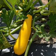 It is a variety of sp cucurbita pepo (var. Golden Zucchini Cucurbita Pepo Var Cylindrica Golden In Oklahoma City Edmond Norman Moore Oklahoma Ok At Tlc Garden Centers
