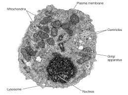 .cells (seen through a scanning electron microscope) are from very different organisms, yet all share certain characteristics of basic cell structure. Year 11 Bio Key Points Cell Organelles And Their Function Animal Cell Cell Organelles Eukaryotic Cell