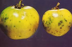 Image result for tomato seedling pseudomonas syringae pv tomato symptoms