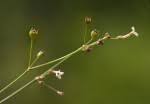 Image result for Cordylostigma longifolium