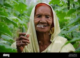 Harvesting seeds in orchard hi-res stock photography and images
