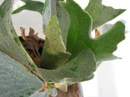 Image result for parožnatka Platycerium