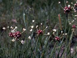Allium Canadense Wikipedia The Free Encyclopedia Wild Onions Wild Garlic Planting Bulbs