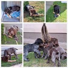 Image result for německý ohař drátosrstý stavba těla