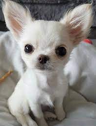 13 Reasons Why Your Chihuahua Is Staring At You Right Now Page 2 Of 5 The Dogman Chihuahua Puppies Cute Chihuahua Chihuahua