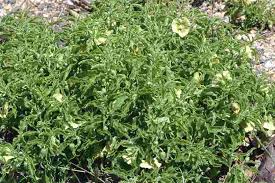 Image result for Physalis viscosa