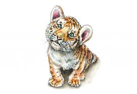 Tigers can have up to 7 cubs but usually 3 to 4. Baby Tiger Eyes Doodlewash