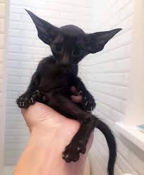 They are demanding of your time and do not do well when left alone for long periods of time. Best 30 Oriental Shorthair Fun On 9gag