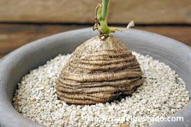 Image result for Trochomeria