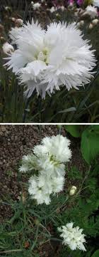 Shaggy, white flowers are borne on stiff, grey stems above a clump of long thin grey foliage. Hoo House Nursery Dianthus Fimbriatus