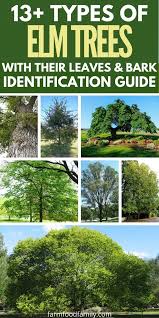 Photo also added to the pool. 13 Types Of Elm Trees With Leaves Bark And Pictures Tree Identification