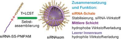 Never miss an update for schichtplan again with updatestar. The Sirnasome A Cation Free And Versatile Nanostructure For Sirna And Drug Co Delivery Zheng 2019 Angewandte Chemie Wiley Online Library