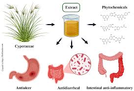 Image result for Cyperaceae