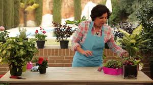 youtube cuidado de plantas plantas de interior plantas