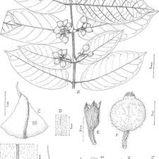 Image result for Landolphia letestui