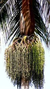 Image result for Acanthophoenix