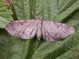 Image result for Eupithecia actaeata