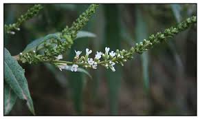 Image result for Buddleja asiatica