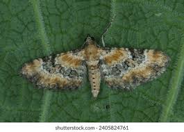 Image result for Eupithecia pulchellata