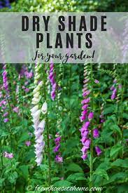 Dry Shade Plants 15 Of The Best Perennials And Shrubs For Dry Shade Gardens Gardening From House To Home Dry Shade Plants Shade Garden Plants Shade Plants
