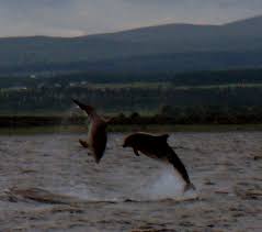 That's chanonry point between fortrose and rosemarkie on the black isle. File Chanonry Point Jpg Wikipedia
