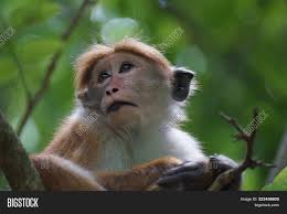 He turned to look at me and smiled for a moment. Sri Lankan Toque Image Photo Free Trial Bigstock