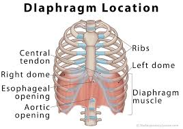 The abdominal muscles are the main bridge between the pelvis and the rib cage besides the lower spine. Diaphragm Definition Location Anatomy Function Diagram