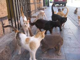 Black cats are just miniature panthers. Social Structure Of Feral Cat Colonies Metaphorical Platypus
